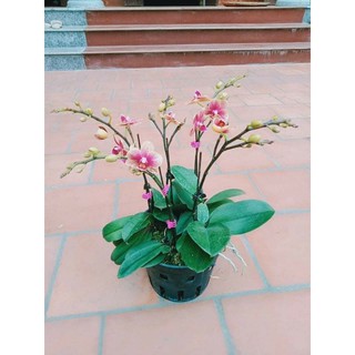lan hồ điệp sẵn 2 ngồng hoa