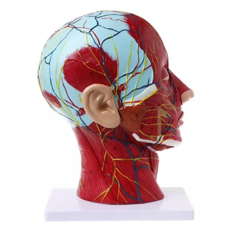 Giải Phẫu Nửa Đầu Người Giải Phẫu Não Bộ Cổ Median Mô Hình Nghiên Cứu Mạch Máu Thần Kinh Dành Cho Giảng Dạy_123Lifevn