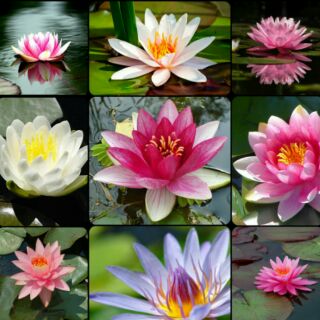 Hạt giống hoa súng Thái mini 10 hạt 10 màu