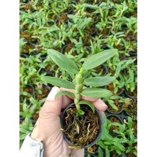 châu như lai trầm rồng đỏ
