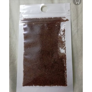 [Chọn giống] Hạt Giống Thủy Sinh Trân Châu Ngọc Trai