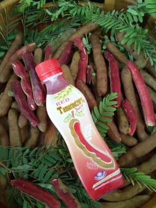 Cây Me Đỏ Thái Lan.. 6 tháng cây cho trái 