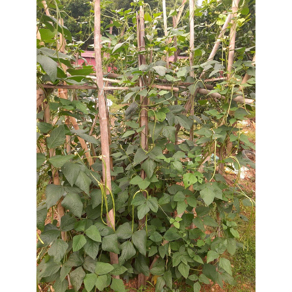 Hạt giống đỗ gièo quả xanh (đậu đũa) làm vườn trồng sân thượng