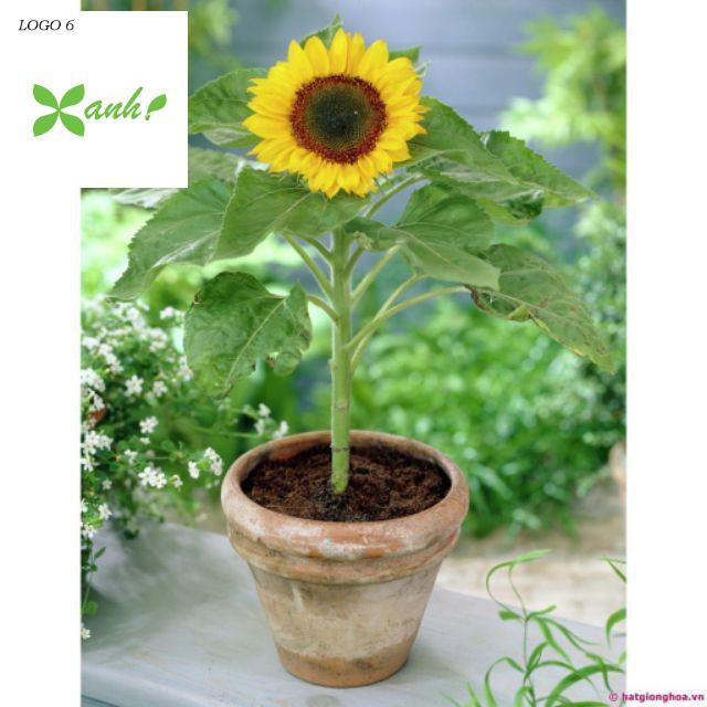Gói 30 hạt giống Hoa Hướng Dương lùn vàng Bambino - Nanuseeds