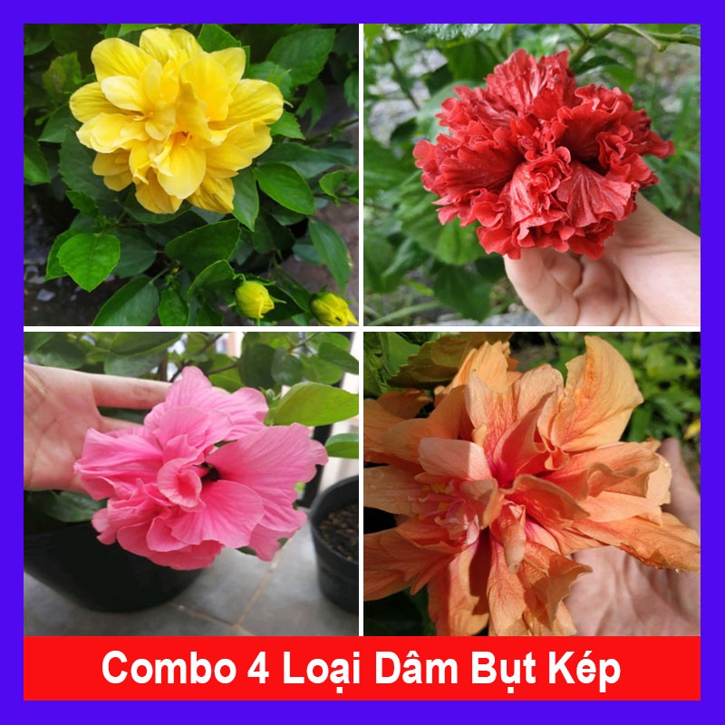 Combo 4 cây hoa dâm bụt cánh kép