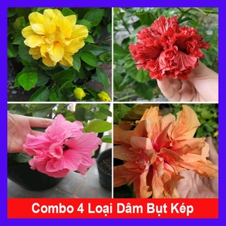 Combo 4 cây hoa dâm bụt cánh kép ( dâm bụt vàng + dâm bụt đỏ + dâm bụt hồng + dâm bụt cam )