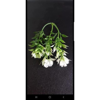 Cỏ điểm 100gram