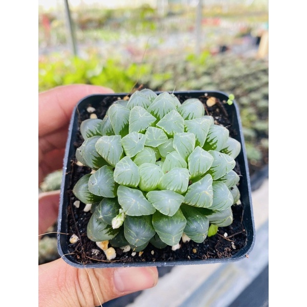 Sen đá kim cương haworthia cooperi SONDA GARDEN size bé 5-7cm, xuất xứ Đà Lạt, khoẻ đẹp, lỗi 1 đổi 1