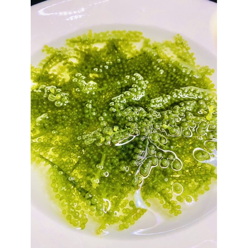 [SALE SẬP SÀN] Rong Nho tách nước KHÁNH HÒA hàng xuất khẩu chọn lọc - 📛HỘP 10gói 1KG📛. | BigBuy360 - bigbuy360.vn