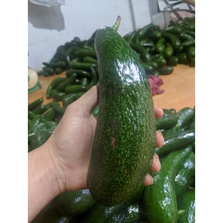 Bơ 034 lâm đồng loại 2-3