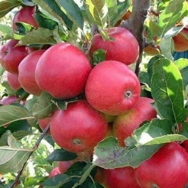 Cây táo đỏ lùn F1 hàng đầy đủ lá cao 70 cm