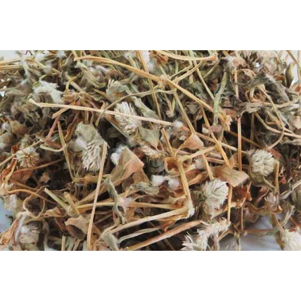 1 Kg thân lá Cây Nở Ngày Đất tươi, đóng gói hút ẩm, đảm bảo tươi nguyên