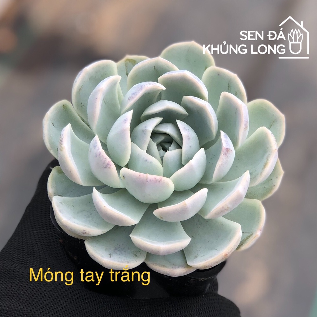 Sen đá Móng Tay - Echeveria elegans