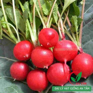 Hạt Giống Củ Cải Đỏ Mini