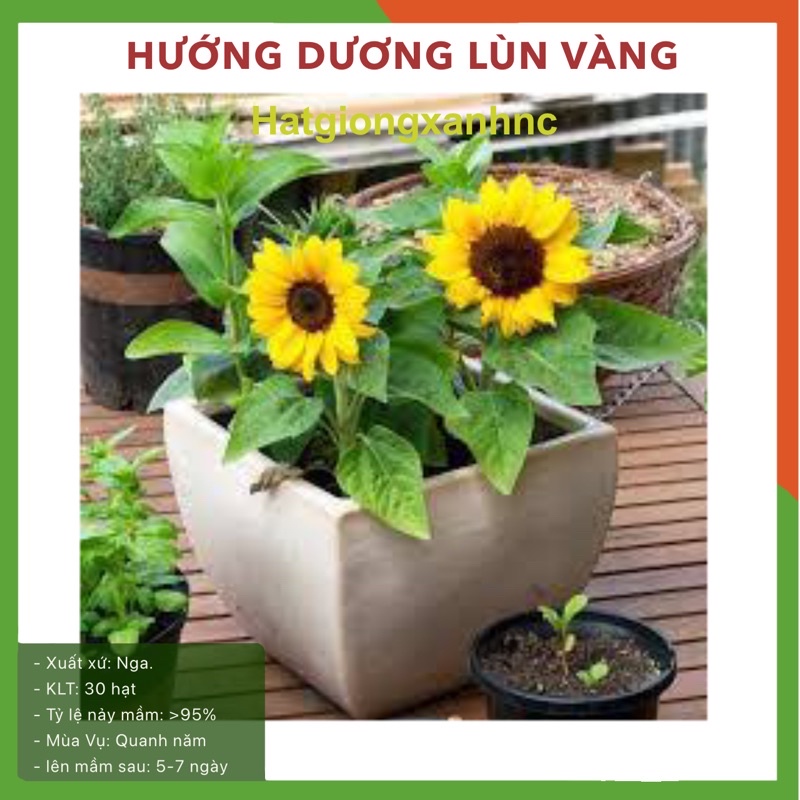 Hạt giống hoa hướng dương lùn gói 30 hạt F1 (có bao bì), H001.