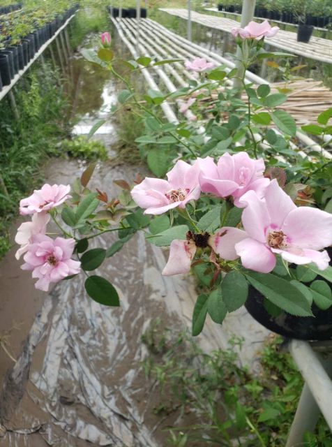 Hồng bụi ngoại Amethyst Babylon rose