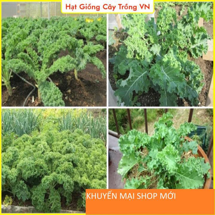 Hạt giống Cải Xoăn Kale Năng Suất Cao, Trồng Quanh Năm, Sinh Trưởng Mạnh - Gói 5 Gram khuyến mại shop mới