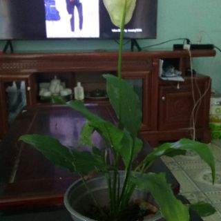 Cây Lan ý (cở nhỏ-đã ra hoa)