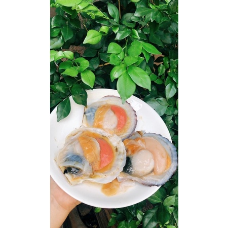 Sò điệp Nhật nguyên con 1kg (7-10 con giao tphcm)