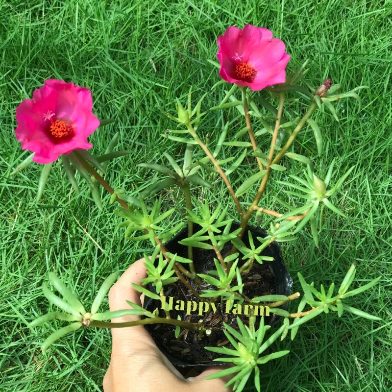 Chậu hoa mười giờ Mỹ màu hồng đậm