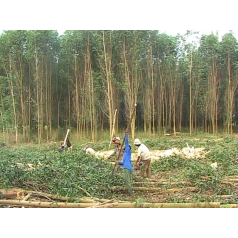 Cây keo, bạch đàn, Quế giống