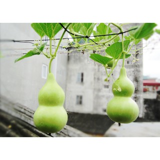 hạt giống bầu hồ lô mini 10 hạt