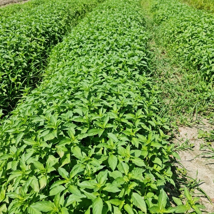 Muối Lá É The Moshav Farm Muối Chấm Hoa Quả Chấm Gà Gia Vị Ướp Thịt Cá 90g