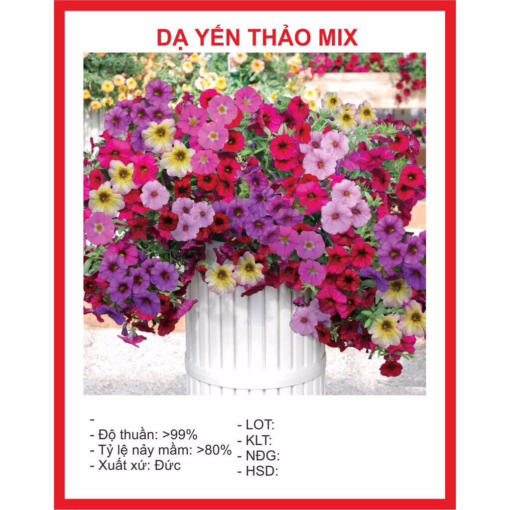 Hạt giống Hoa Dạ Yến Thảo Mix 100 Hạt