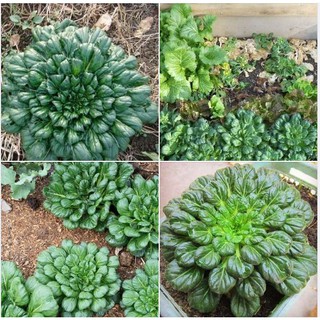 Combo 2 gói hạt giống rau cải hoa hồng xanh ( 2 gói )