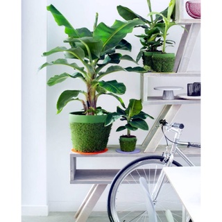 cây chuối cảnh 💥💥 mini siêu đẹp để bàn