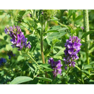 Hạt giống cỏ linh lăng Alfalfa gói 500gam