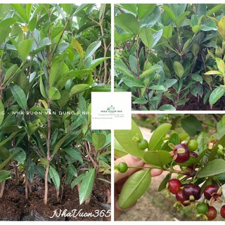 Cây giống cherry brazil (ảnh thật cây giống có sẵn tại vườn)