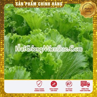 Hạt Giống Cải Bẹ Mào Gà(20 gr)