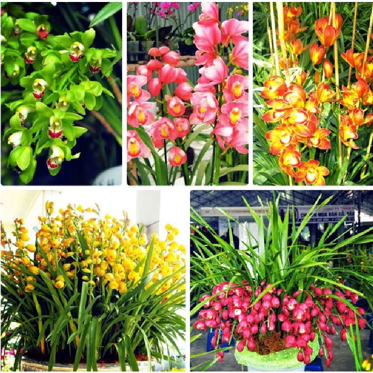 Combo 5 củ hoa địa lan santo mix màu - đỏ vàng xanh hồng xanh