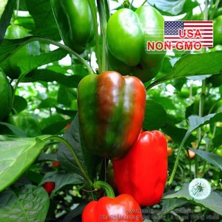 100h Hạt Giống Ớt Chuông - Lùn Cơm Dày 45 Wonder (Capsicum annuum)
