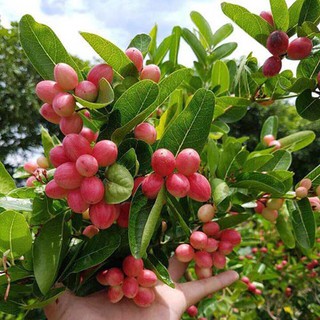 CÂY GIỐNG SI RÔ SIÊU TRÁI