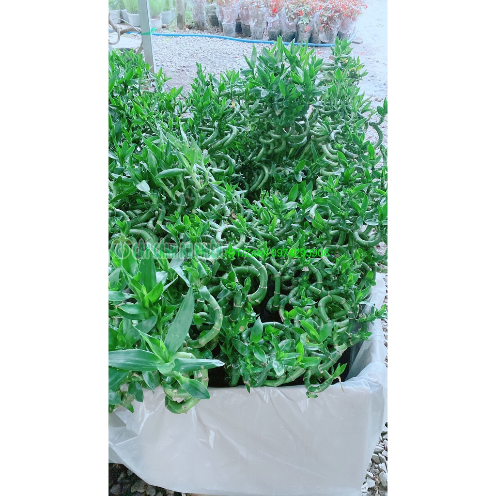 Bó Trúc Phát Tài Xoắn Cao 73cm