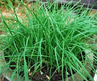 Hạt giống Hẹ ta F1
