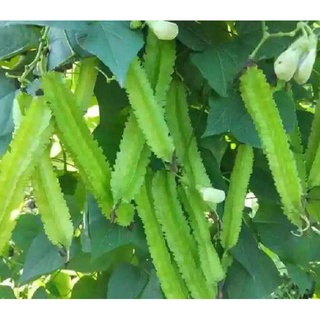 10GR_HẠT GIỐNG ĐẬU RỒNG (DỄ TRỒNG)