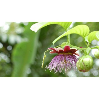 5h Hạt Giống Dưa Gang Tây Dưa Tây luckyseed hạt siêu rẻ