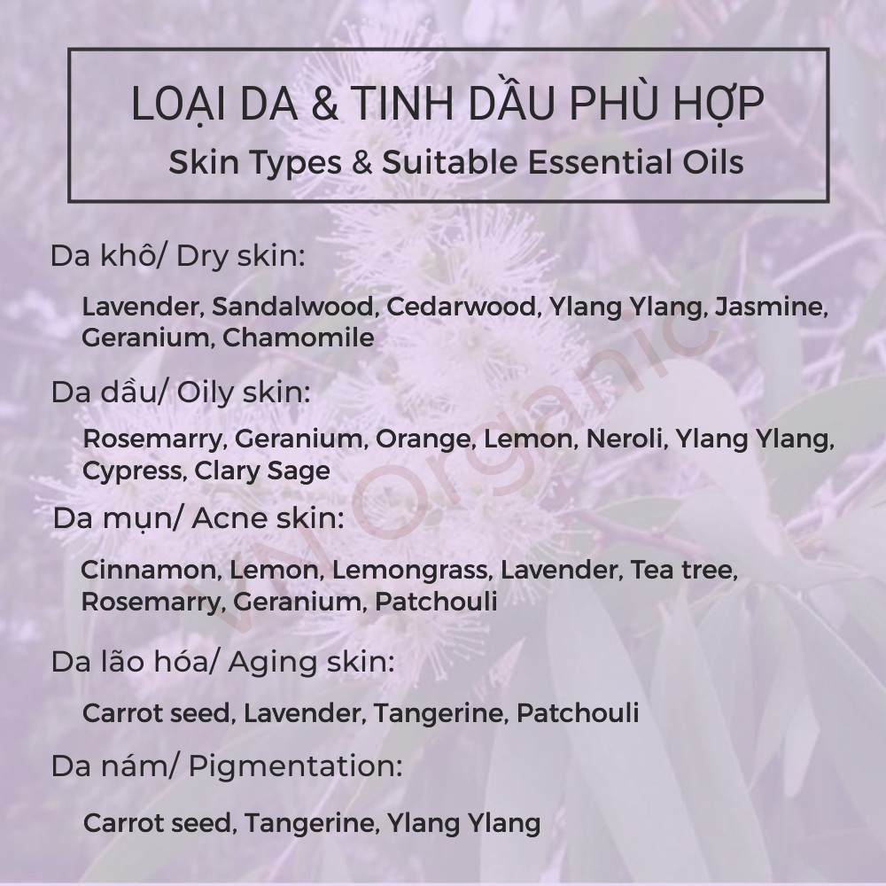 Tinh Dầu Tràm Gió - Cajeput Essential Oil