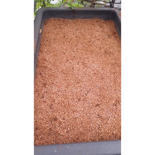 Hạt giống rau mầm củ cải đỏ - 100gr