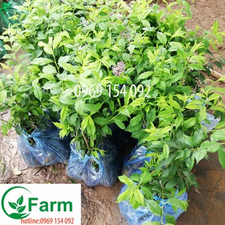 Cây mận tam hoa