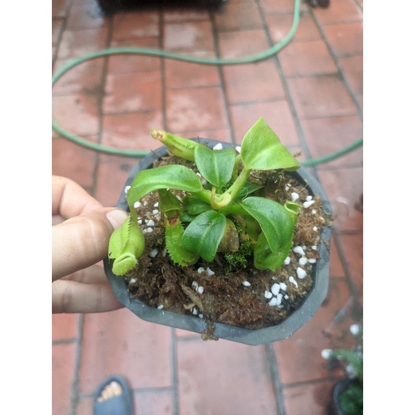 Cây cảnh truncata