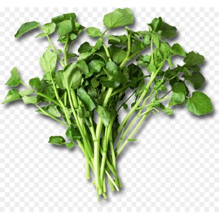 Hạt giống rau cải xoong