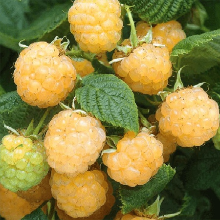 hạt giống Quả mâm xôi vàng