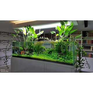 LĂNG MUỖNG THỦY SINH 10 CÂY KHÔNG CO2