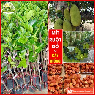 Cây giống mít ruột đỏ khỏe sinh trưởng nhanh có thu hoạch sớm chỉ sau 18 tháng ruột thơm vị ngon - QD03