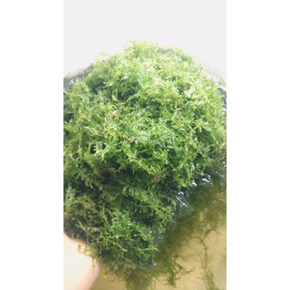 RÊU MINITAIWAN THUỶ SINH