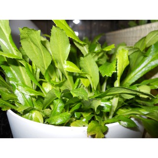 Hạt Giống Ngò Gai